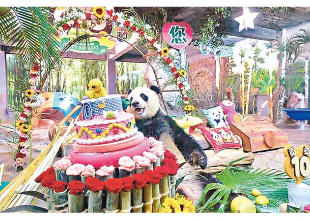海南大熊貓慶生