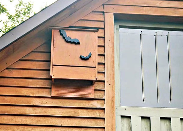 蝙蝠屋設置在建築物外的效果最好。