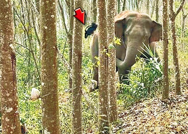 亞洲象將裝有鴉片的背包（箭嘴示）扔出。