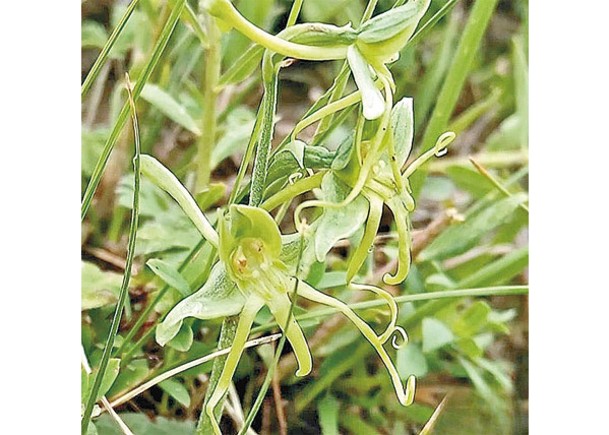 研究發現新品種「青海玉鳳花」