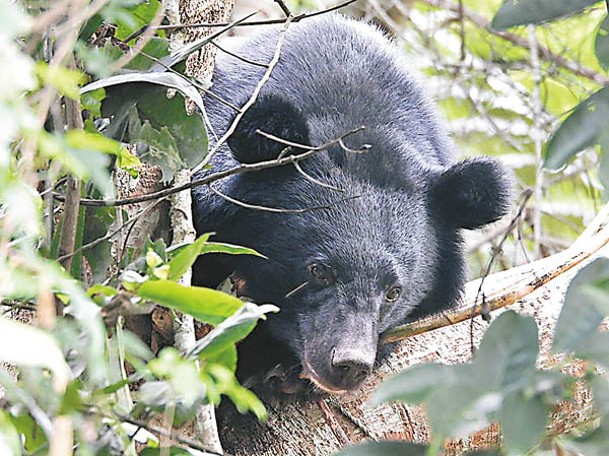 黑熊受困樹上。