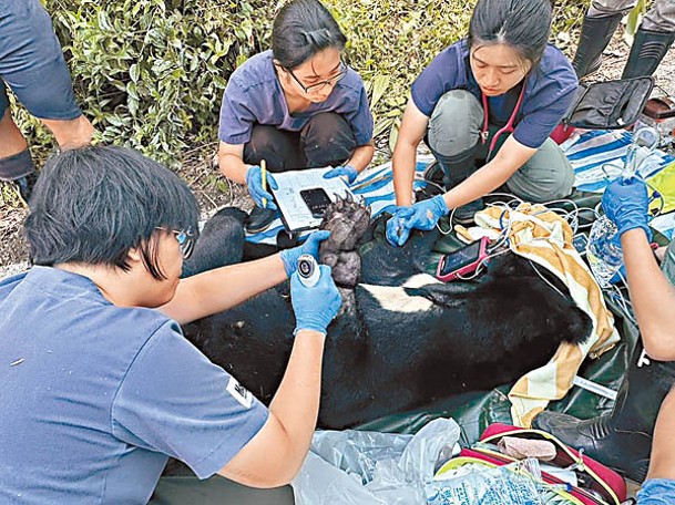 黑熊成功獲救。