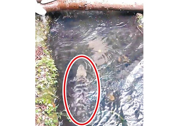 鱷魚在水中（圓圈示）。