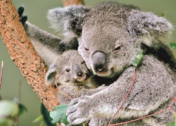 澳洲山火導致樹熊數量減少。（Getty Images圖片）