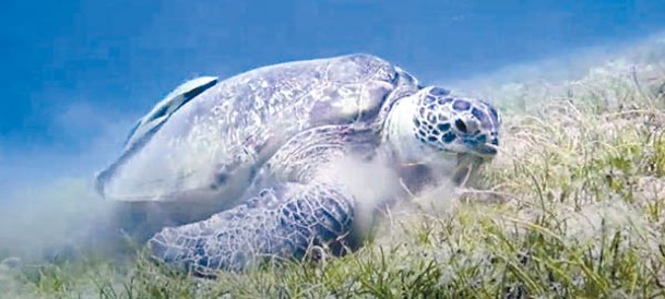 海草是海龜的主要食物。