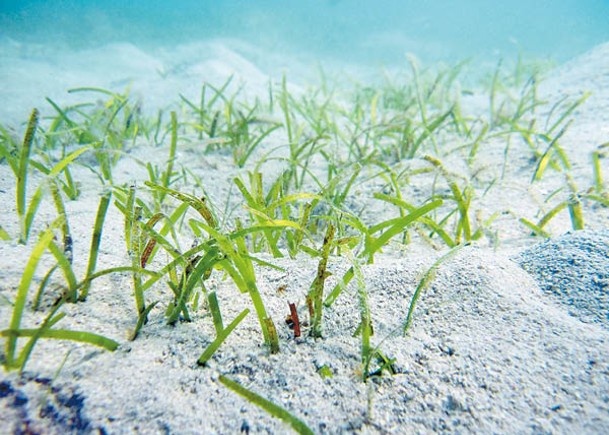海草維持了海洋生態。