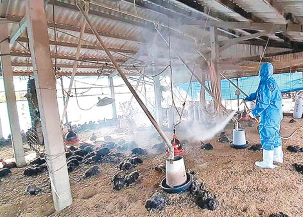 雲林縣土雞場爆發H5N1亞型高病原性禽流感疫情。