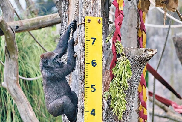 猩猩配合量度。