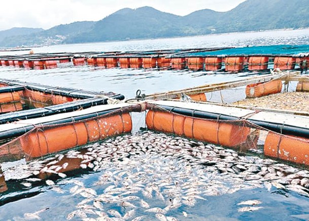 麗水市是石斑魚集體死亡的重災區。