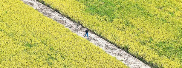 無人機拍攝到潘雅潔在水稻種植基地查看水稻長勢。