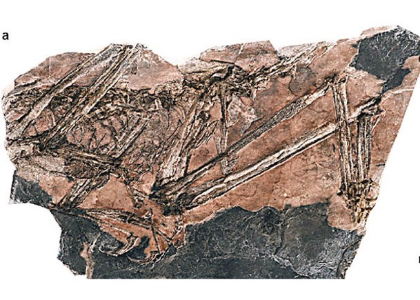 內地1.5億年前物種  命名奇異福建龍