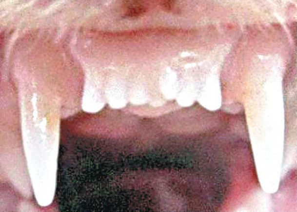 雪貂使用「生牙藥」後，從恒齒內側長出新牙齒。