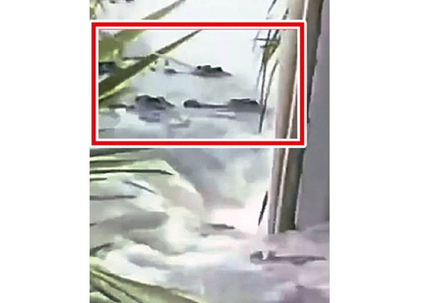 廣東茂名洪澇  逾70鱷魚隨水逃