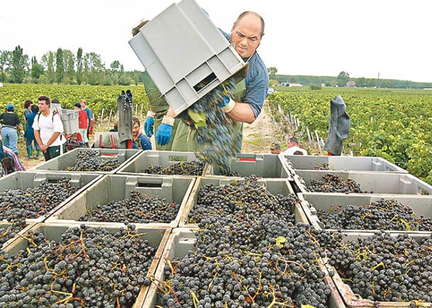 工作人員整理葡萄。（Getty Images圖片）