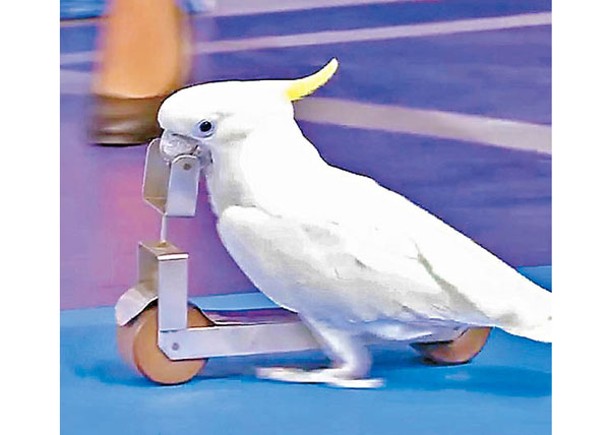 鸚鵡騎滑板車創紀錄