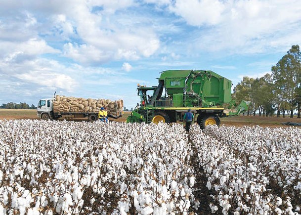 中國對棉花需求殷切。