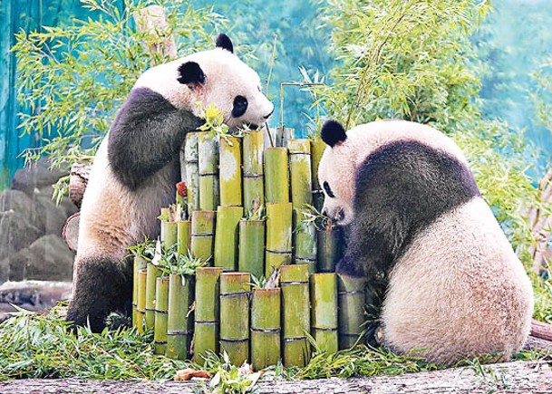 動物園怕打鬧致傷  兩大熊貓分房飼養