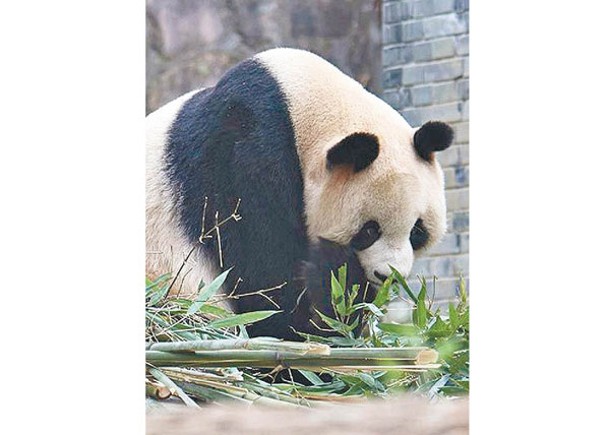 兩大熊貓逝世  研究中心遲公布