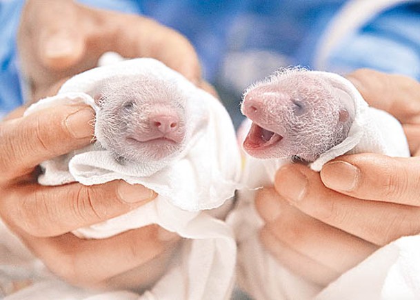 雙胞胎熊貓姊妹徵名  收4萬投稿