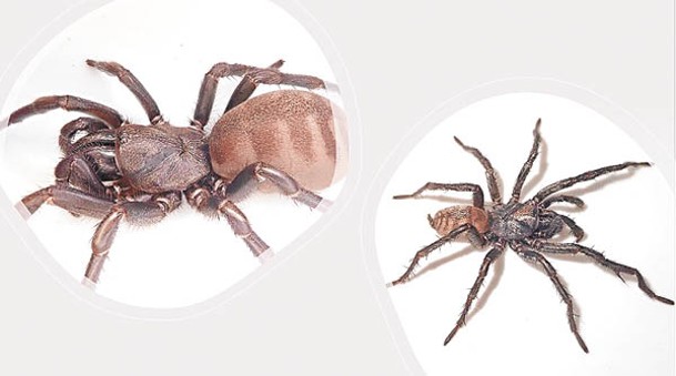 新品種的雌蛛（左）與雄蛛（右）。