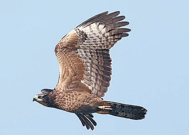 遼寧大連老鐵山迎來大批猛禽遷徙高峰。