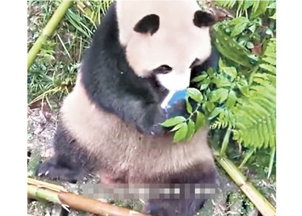 四川遊客誤跌手機  遭大熊貓啃咬
