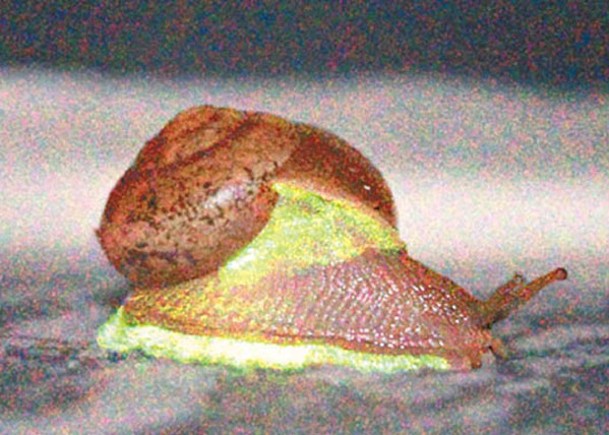 蝸牛身體及底部發出綠光；圖為兩張亮度不同照片的合成圖。