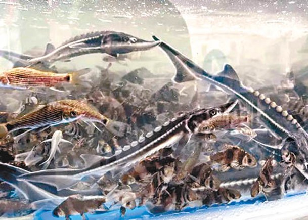 大批長江上游珍稀特有魚類（圖）獲放流長江。