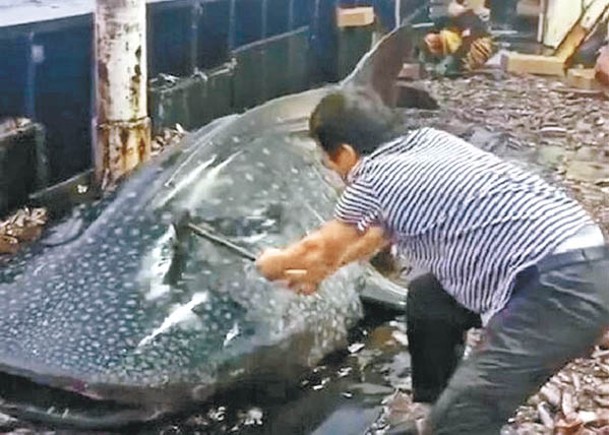 錘打鯨鯊頭致瀕死  漁民被捕