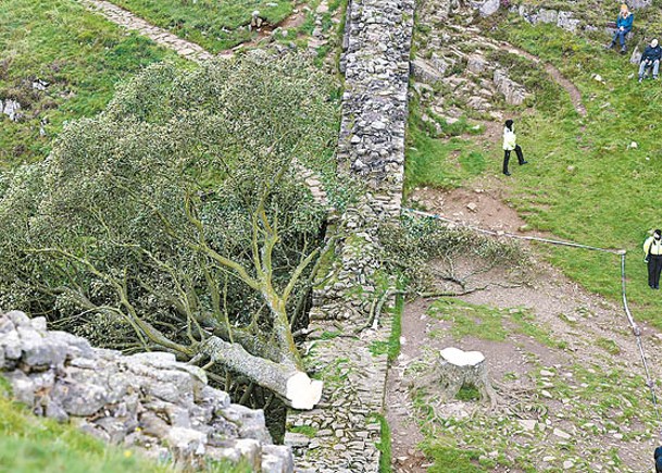 「羅賓漢樹」遭少年砍倒。（Getty Images圖片）