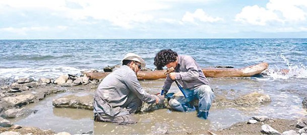 化石在巴拿馬加勒比海岸出土。