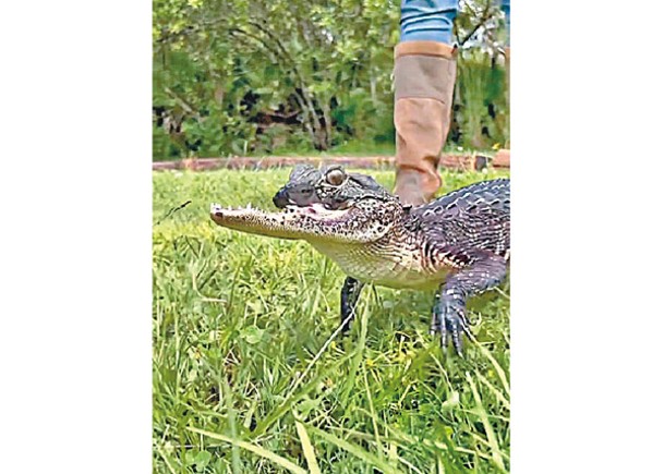 佛州坎坷鱷魚獲網民改名