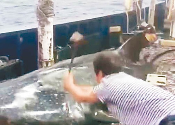 男子在船上拿刀分割鯨鯊尾部。