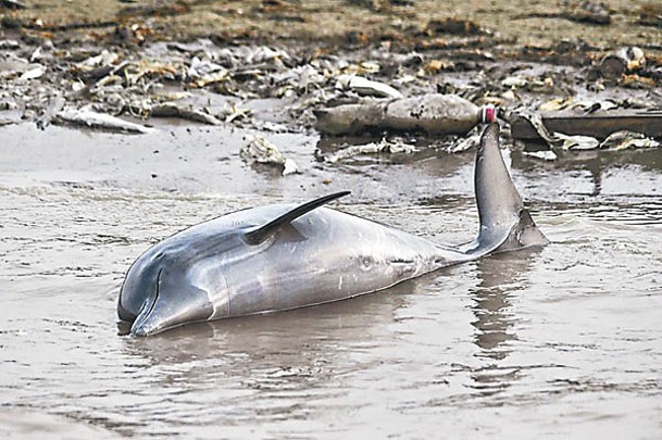 巴西亞馬遜河支流漂浮淡水豚的屍體。