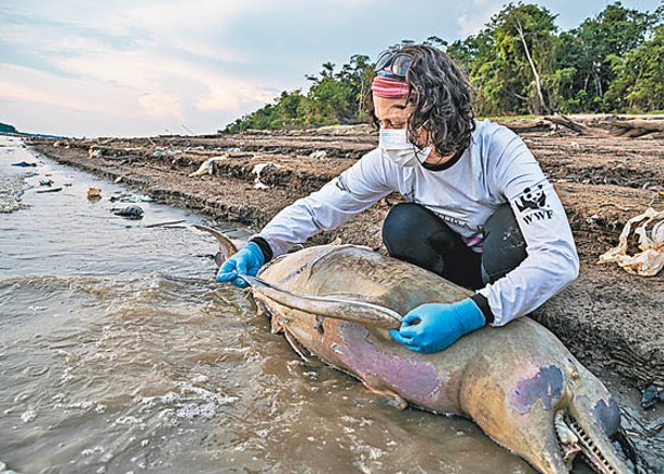 水溫突飆升  亞馬遜河逾百豚亡