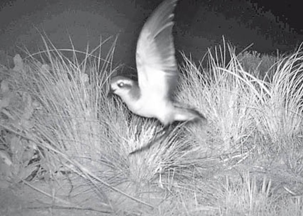 白臉風暴海燕通常在夜間飛行。