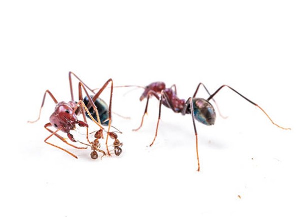 電玩模擬昆蟲大戰  防治蟻患方法呈現