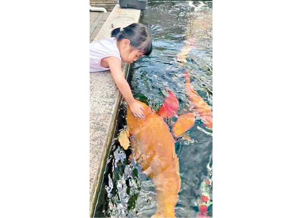 女童魚池投餵摸錦鯉  畫面溫馨
