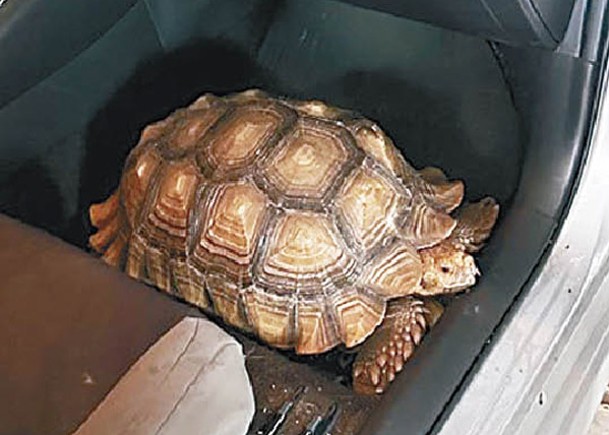 烏龜「坦克」逃離一周後在民宅內被尋回。