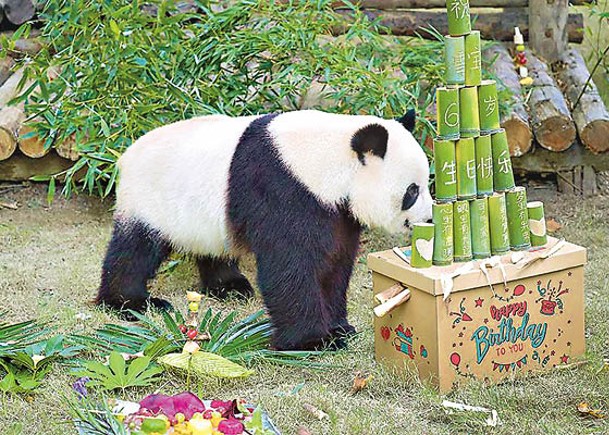3大熊貓陸續生日  保育員用心備禮