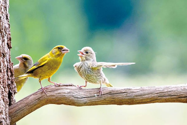小鳥與長輩爭論可愛一面被鏡頭捕捉。