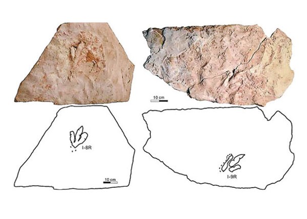 哈密獸腳類恐龍足迹化石圖（上）及線條圖（下）。