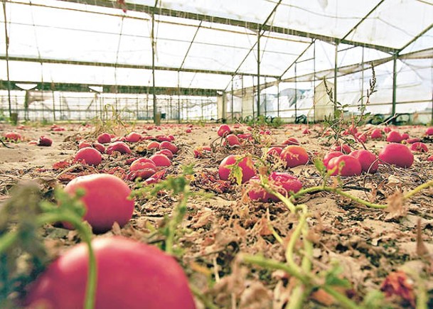 戰事或令以色列番茄失收。（Getty Images圖片）