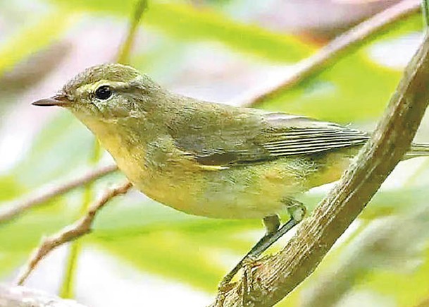 鳥類調查人員在灌木叢中發現並拍攝到歐柳鶯。