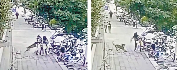 樂山夾江縣一隻未拴繩的狗當街撲咬小孩。