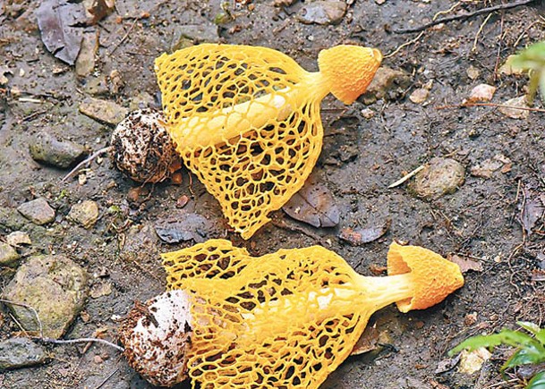 天寶岩國家級自然保護區發現金黃竹蓀。