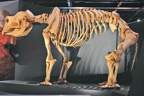 早年發現的雙門齒獸骸骨收藏在博拉巴迪普博物館內。