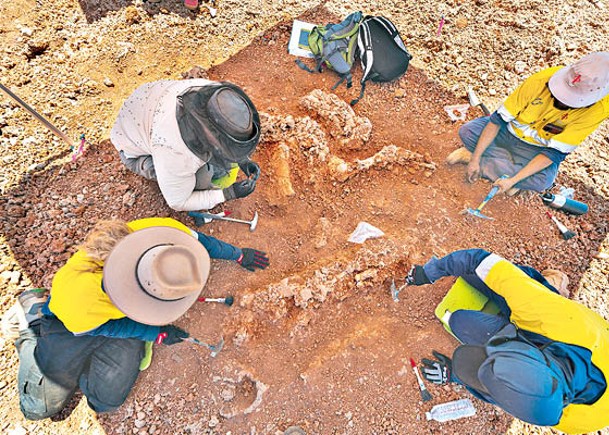 考古團隊合力掘出雙門齒獸骨骼化石。
