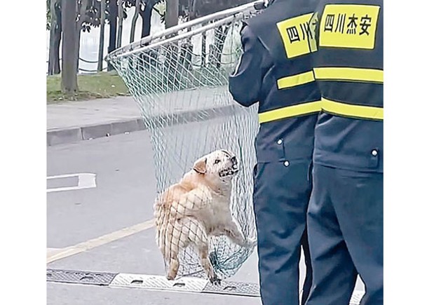 院校保安護學生  殺流浪狗遭停職