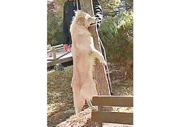 網傳有流浪狗被人吊死。